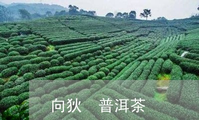 向狄 普洱茶/2023042763639